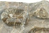 Three Colorful Phacopid (Austerops) Trilobites - Jorf Morocco #329072-3
